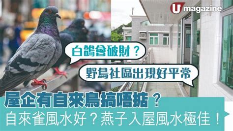 自來雀|屋企有自來鳥搞唔掂？自來雀風水好？燕子入屋風水極。